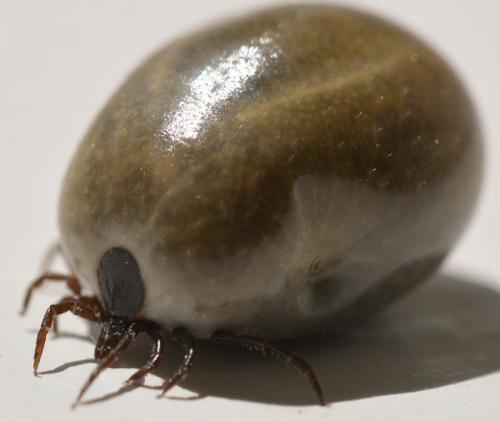 Réf. 235 252 : Ixodes ricinus